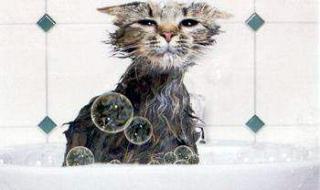 出生的小猫多大能洗澡